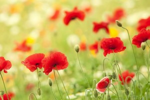 ����С���¼��ڹ���